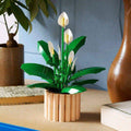 Botanicals 11504